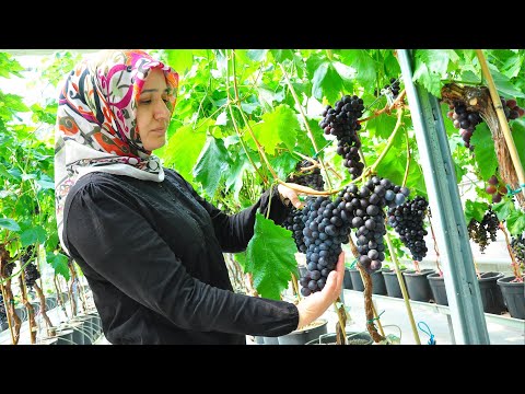 , title : 'Sezonun ilk üzüm hasadı Manisa'da kapalı sistem serada yapıldı'