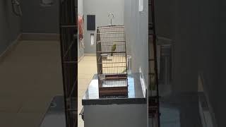 CT Shebinha - CMA e CT Senna - CP