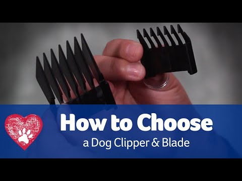How To Choose The Right Clipper & Blade for Your Dog