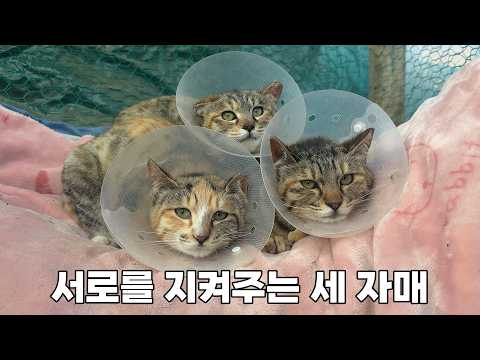 서로를 지켜주는 의리있는 세 자매 고양이