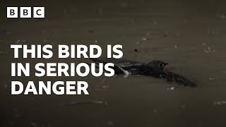 Swifts fall into dangerous cave of bird-eating catfish 😮 | Asia - BBC