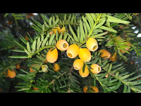 Yellow Yew fruit (Taxus baccata 'Fructo lutea')