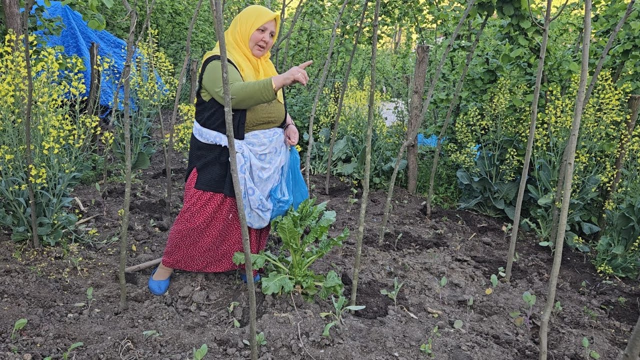 ‼️KÖY HAYATI BAHÇEYE ÇANGAL FASULYE NASIL DİKİLİR ‼️