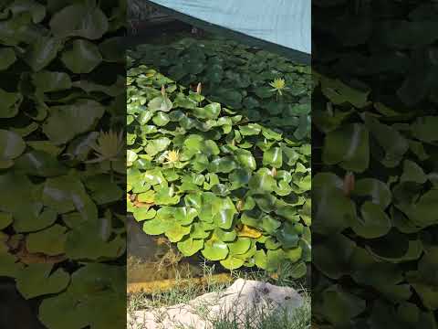 The magic of the Lilly flower. #garden #lillyflower #lillies