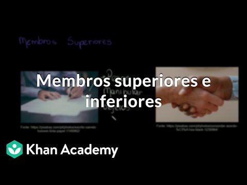 Upper and lower limbs