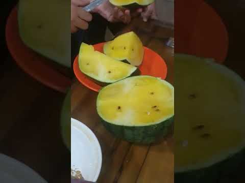 anindita and mom cutting #yellow #watermellon #exotic #summer #enjoying