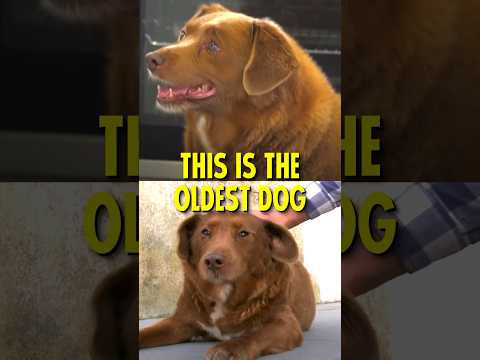 World’s Oldest Dog