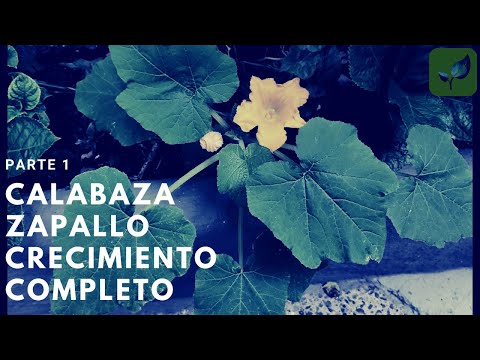 , title : 'CALABAZA ZAPALLO SIEMBRA CRECIMIENTO Y CUIDADO PASO A PASO PARTE 1'