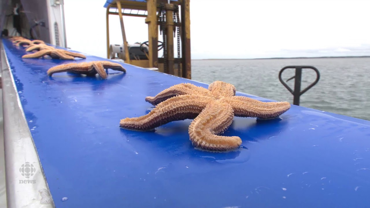 Former fisherman works ‘milking’ starfish for use in cosmetics