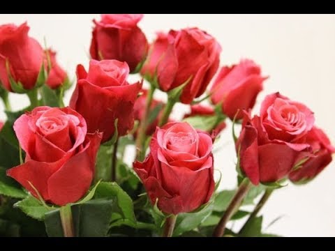 Поздравление с 8 марта || Happy Women's Day