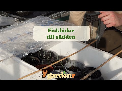 Fish boxes for sowing - Gardenhacks by GardenR