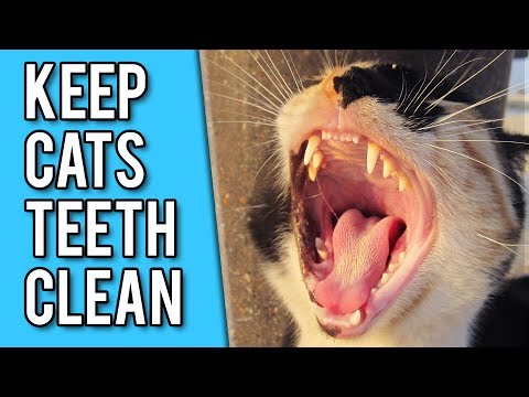 YouTube video about: How to keep cat's teeth clean without brushing?