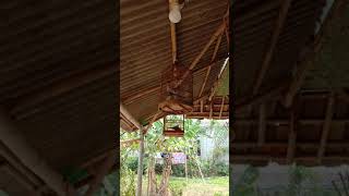 390 63 Kb Download Burung Perkutut Lokal Ngangkluk Gacor Mp3 Mp4