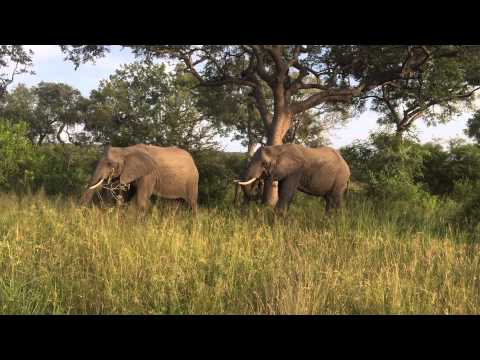 Elephants feeding at Lion Sands