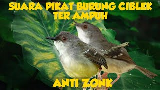 Download lagu Suara Pikat Ciblek Ter Ampuh | Anti Zonk mp3