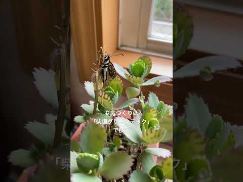 蝶を庭に引き寄せる理由と方法を知りたいですか？生物学的連鎖におけるそれらの役割は何ですか?  庭園