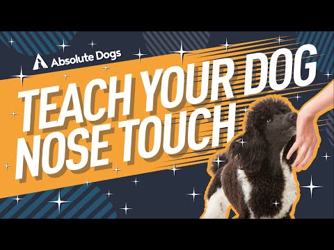 How to Teach your Dog a Nose Touch and Target your Hand