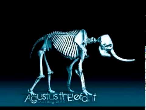 Agustus ThElefant   we got it good