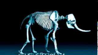 Agustus ThElefant   we got it good