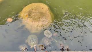 'Hidden Germs' tasik tersembunyi di Indera Mahkota 8, Kuantan Pahang.