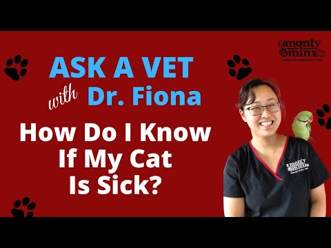 HOW DO I KNOW IF MY CAT IS SICK ?  DR FIONA, Monty and Minx Vet