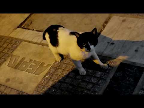 Αίλουρος - Fast life (Official video)