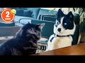 CLASSIC Dog Videos 2 HOURS Of FUNNY Clips