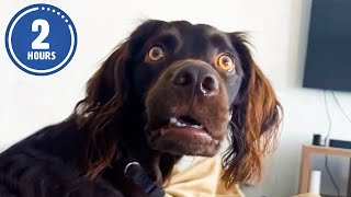 CLASSIC Dog Videos! 🐶 🤣 | 2 HOURS of FUNNY Clips