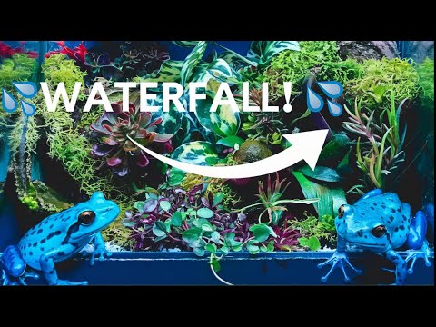 I Built A Poison Dart Frog Habitat  (With Water Fall!)