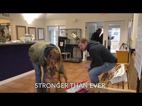 ARFan Sophie Finds a Foster Family