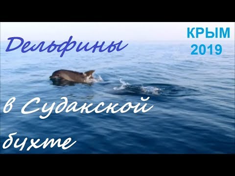 Дельфины в море. Крым, Судак 2019, 5 июня