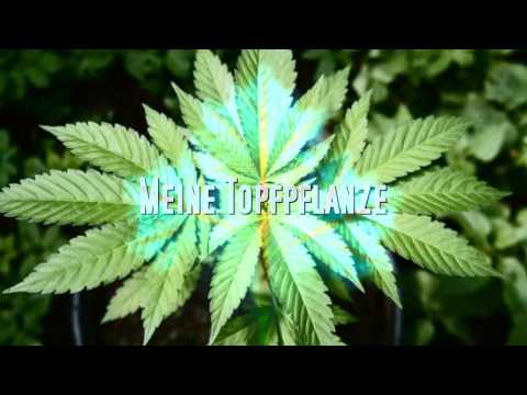 M.A.N. - TOPFPFLANZE (ft. Crument)