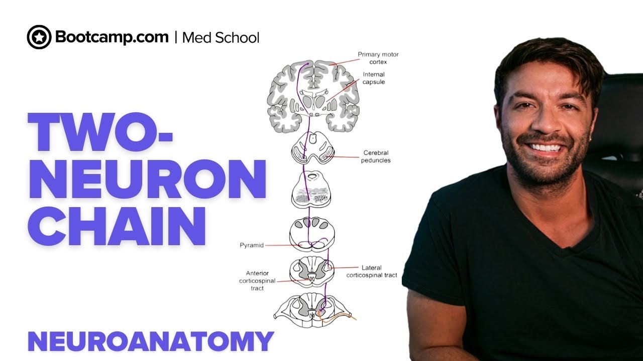Two-Neuron Chain Explained | UMN vs LMN Lesions, Reflex Arc & Babinski Sign