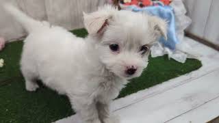 ハーフ犬の動画01