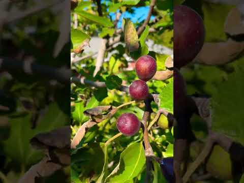 Fig harvest despite lantern fly damage#fig#backyardgardening