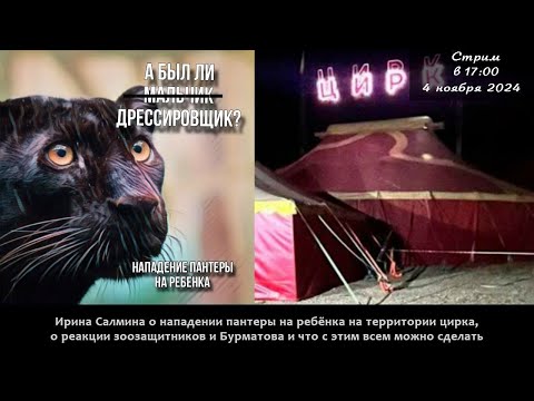 Стрим: о пантере, которая напала на мальчика, о цирке и зоозащите