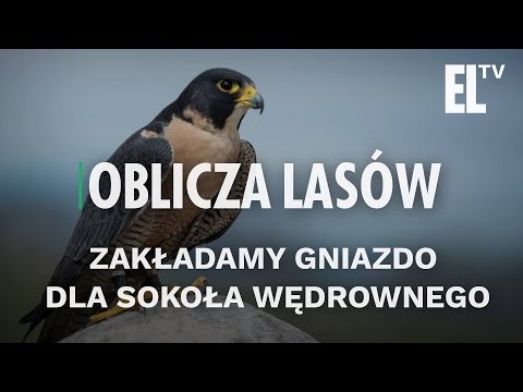 Zakładamy gniazdo dla sokoła wędrownego | Oblicza lasów #15
