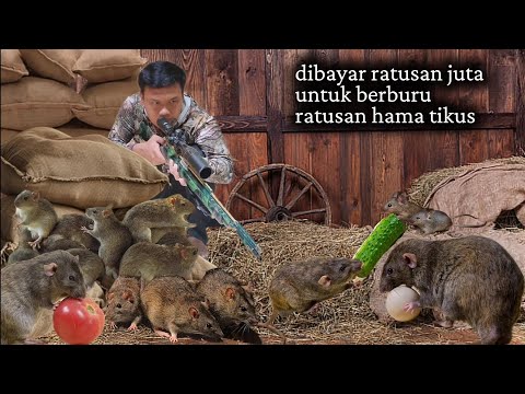 PERBURUAN TIKUS RAKSASA YANG MENAKJUBKAN, TEMBAKAN SENAPAN YANG LUAR BIASA