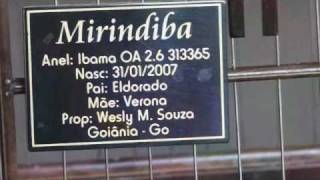 CURIÓ MIRINDIBA  GALADOR