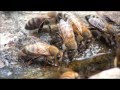 Animal Collective - Bees - Music Video