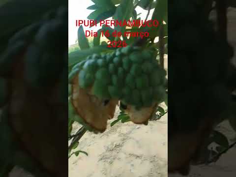 IPUBI PERNAMBUCO dia 16 de março de 2026