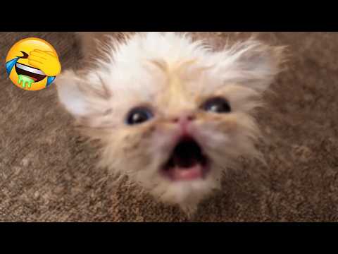 New Funniest Cats Videos 😼Try Not To Laugh😜Daily Serving of Internet Cats Part 19