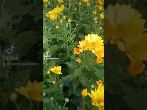 Thăm Trang Trại Trồng Hoa Mai Cam