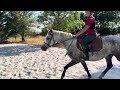 LIVINGSTON connemara part bred 5 ans