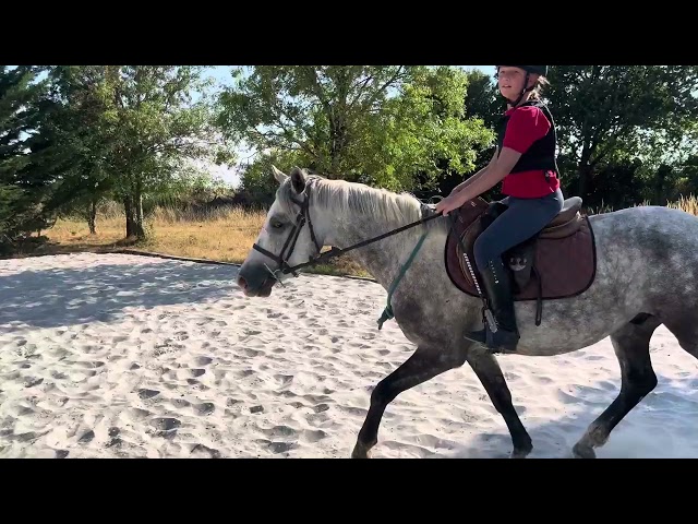 LIVINGSTON connemara part bred 5 ans