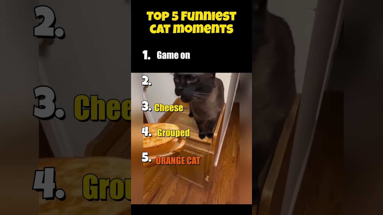 Top 5 funniest cat moments that can make your day(part-3) #funny #catvideos #cat