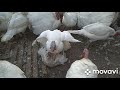 Индюк Конвертер Характеристика Фото