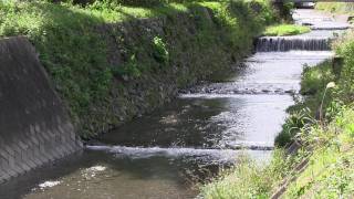 preview picture of video 'small stream(river),Nature Video 「秋分の日」小さな川・利根川に流れる支川'