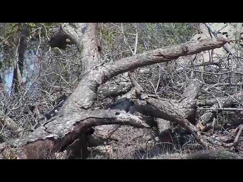 Djuma Private Game Reserve Live Stream