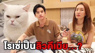 โรเซ่เป็นลิวคีเมียแมว...? | ติดเต๋า